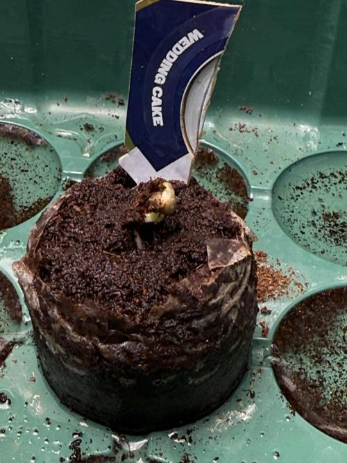 Wedding Cake - Super Strains. Week 0