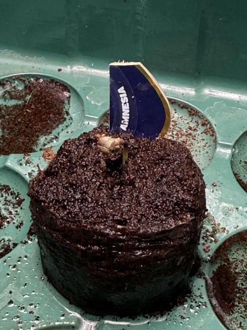 Amnesia - Super Strains. Week 0