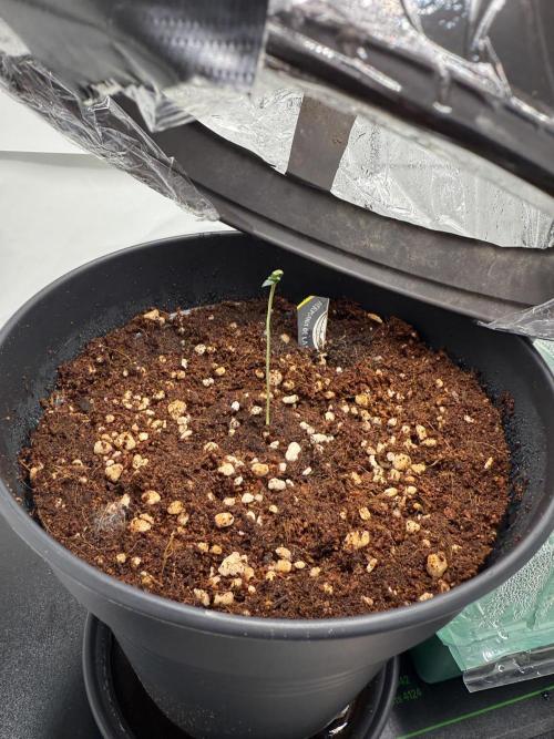 Hermana de la Noche - Super Strains. Week 1