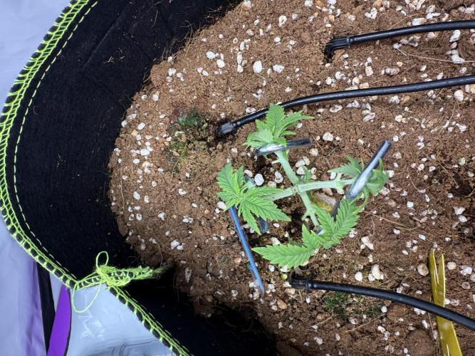 Black Domina - Superstrainseeds. Week 7