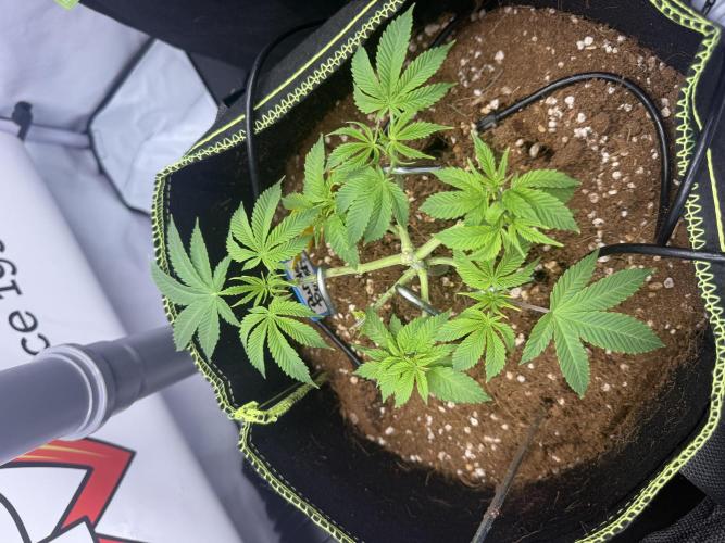 Purple Punch - Super Strains. Week 7