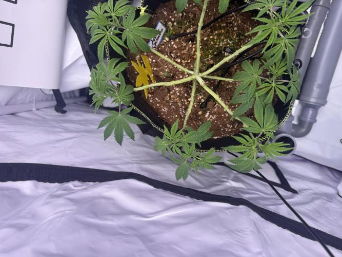 Apple Gelato - Super Strains. Week 7