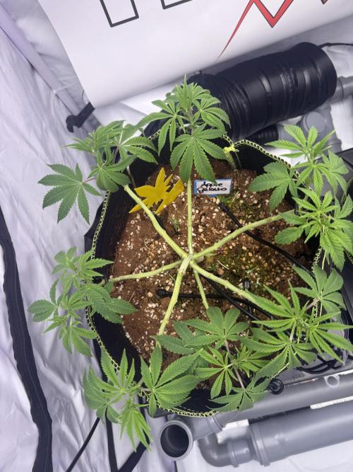 Apple Gelato - Super Strains. Week 7