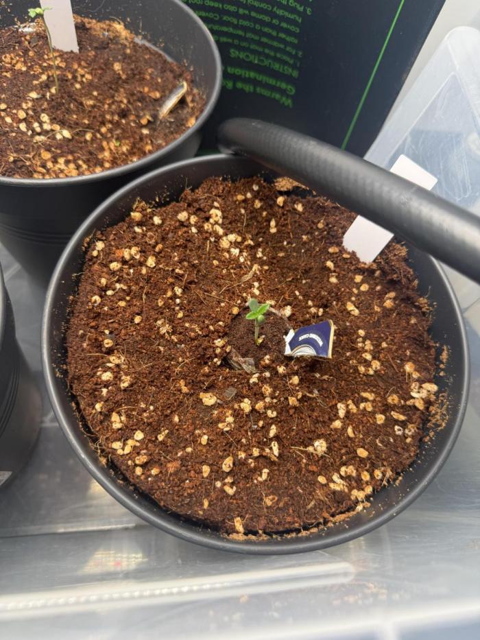 Wedding Cake - Super Strains. Week 1