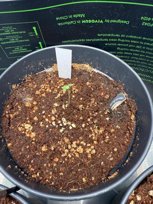 Hermana de la Noche - Super Strains. Week 1