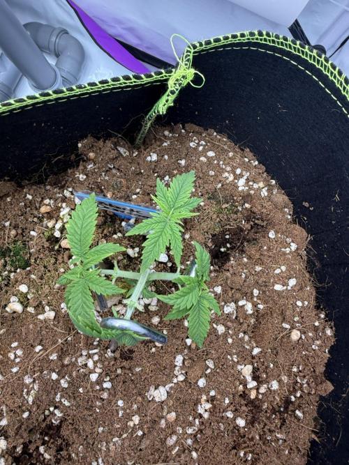 Black Domina - Superstrainseeds. Week 8