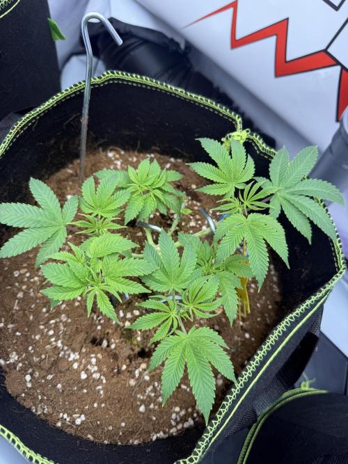 Purple Punch - Super Strains. Week 7