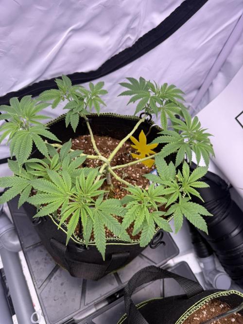 Apple Gelato - Super Strains. Week 8