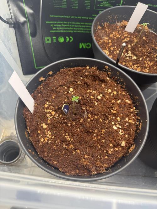 Amnesia - Super Strains. Week 1