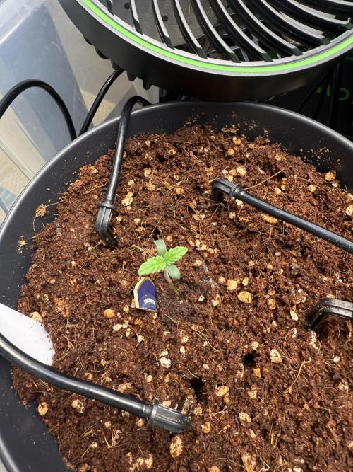 Amnesia - Super Strains. Week 1