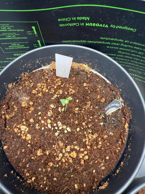 Hermana de la Noche - Super Strains. Week 2