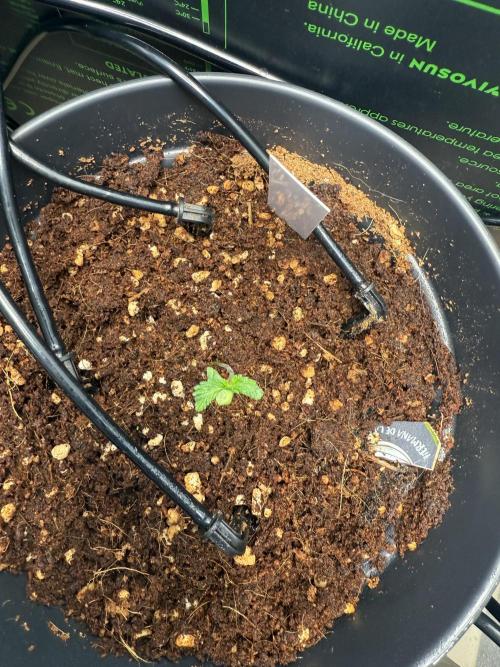 Hermana de la Noche - Super Strains. Week 2