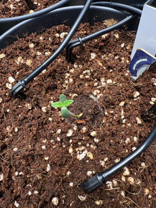 Wedding Cake - Super Strains. Week 1