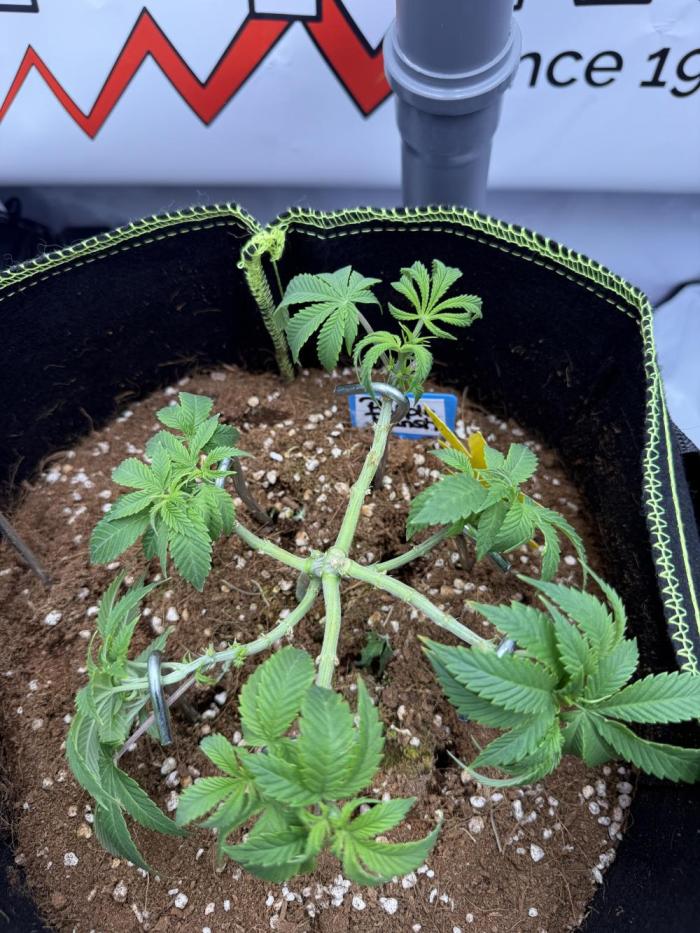 Purple Punch - Super Strains. Week 8