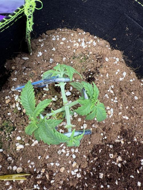 Black Domina - Superstrainseeds. Week 8