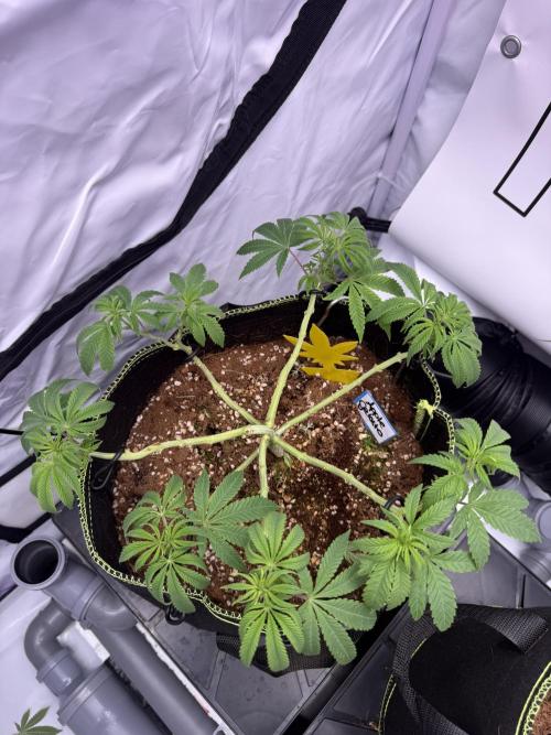 Apple Gelato - Super Strains. Week 8