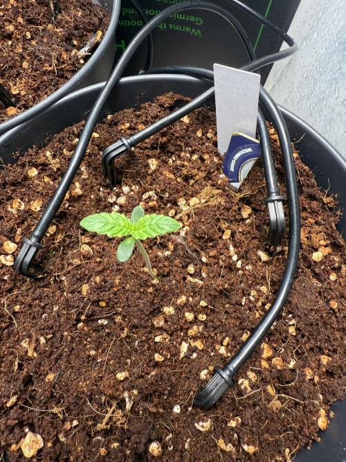 Wedding Cake - Super Strains. Week 1