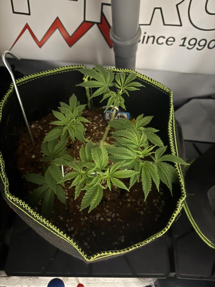 Purple Punch - Super Strains. Week 9