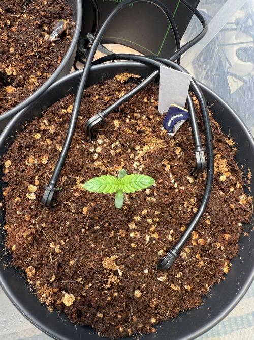 Wedding Cake - Super Strains. Week 1