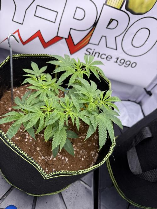 Purple Punch - Super Strains. Week 9