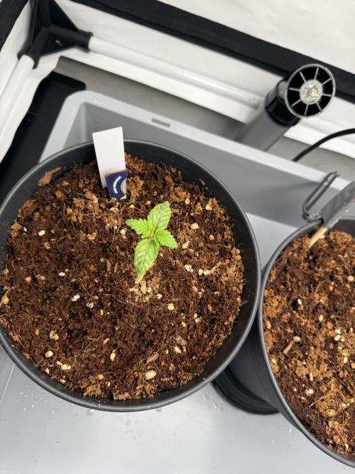 Wedding Cake - Super Strains. Week 2