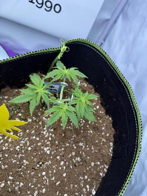 Black Domina - Superstrainseeds. Week 9