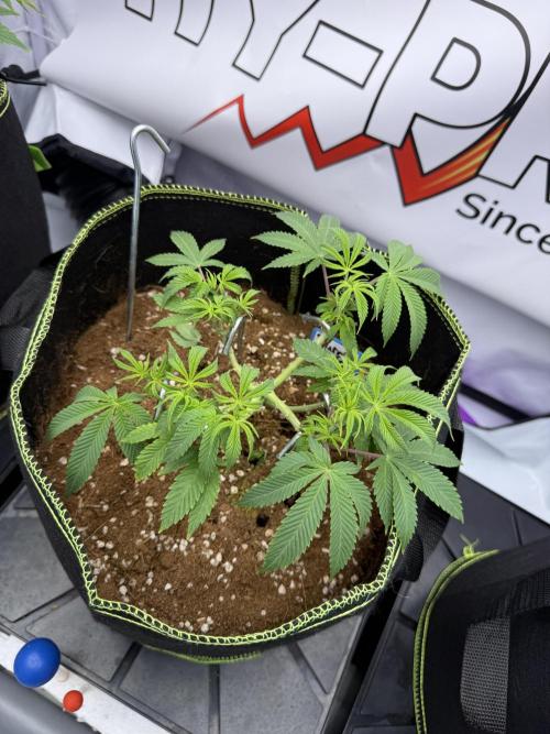 Purple Punch - Super Strains. Week 9