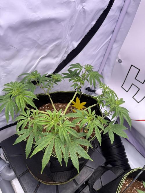 Apple Gelato - Super Strains. Week 9