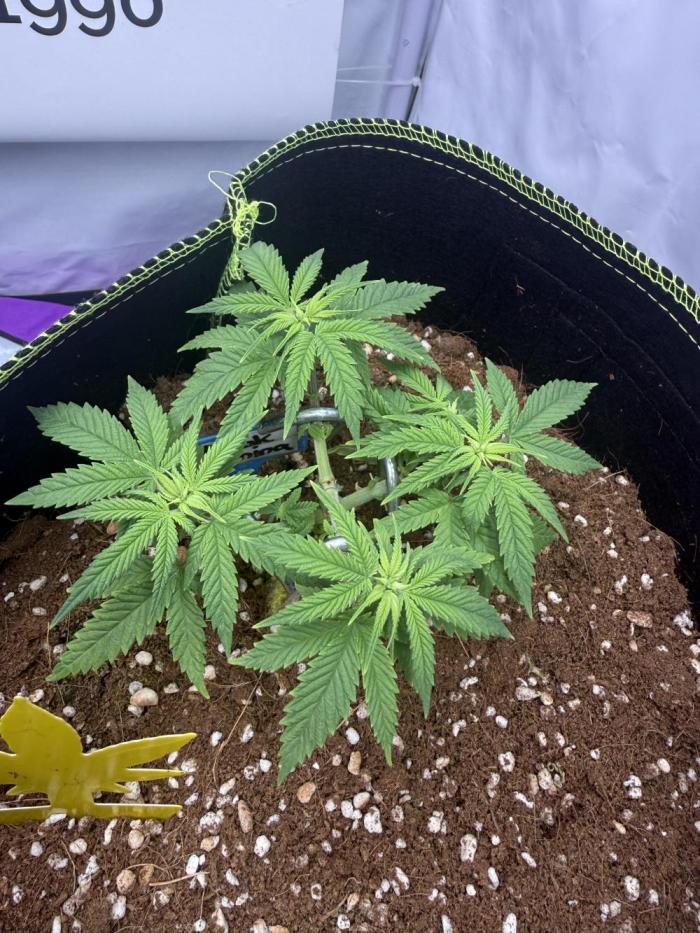 Black Domina - Superstrainseeds. Week 10