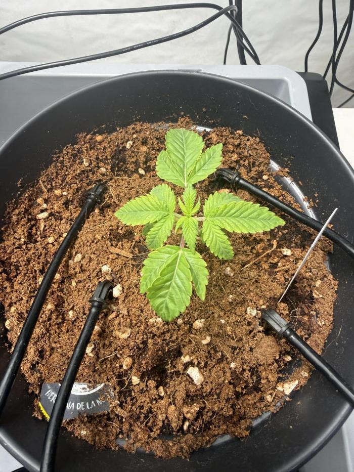 Hermana de la Noche - Super Strains. Week 3