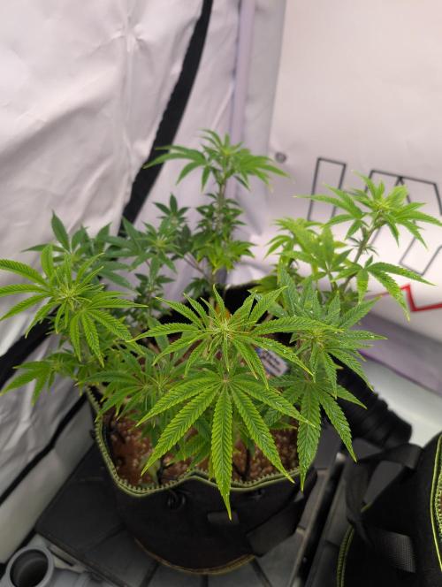 Apple Gelato - Super Strains. Week 10