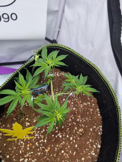 Black Domina - Superstrainseeds. Week 10