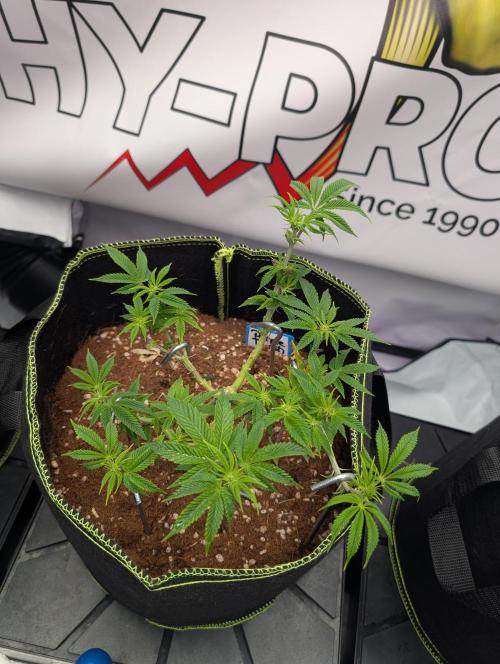 Purple Punch - Super Strains. Week 10