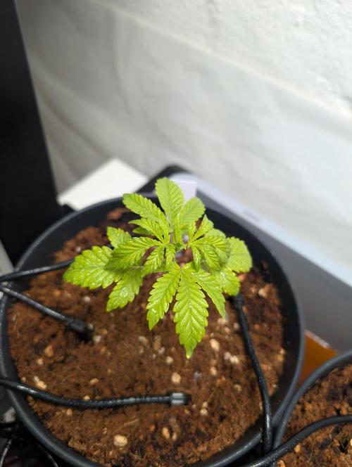 Wedding Cake - Super Strains. Week 3