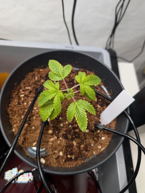 Hermana de la Noche - Super Strains. Week 3