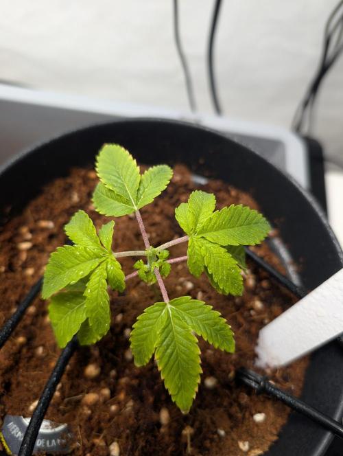 Hermana de la Noche - Super Strains. Week 3