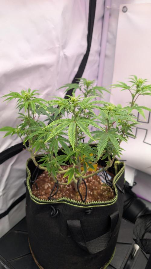 Apple Gelato - Super Strains. Week 10