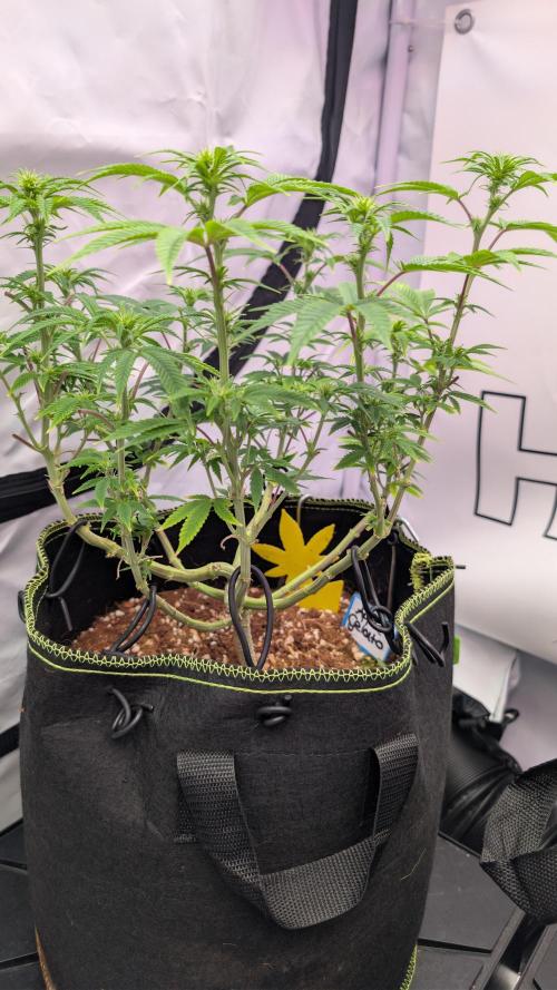 Apple Gelato - Super Strains. Week 10