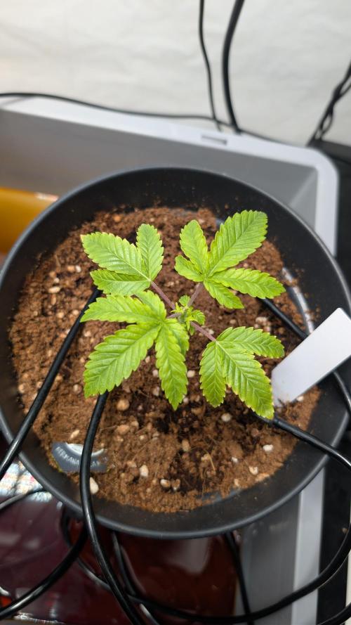 Hermana de la Noche - Super Strains. Week 3