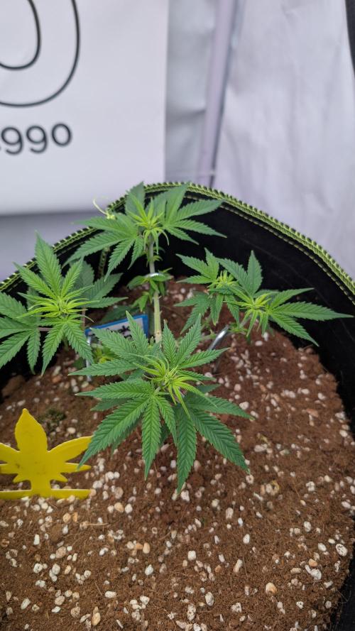 Black Domina - Superstrainseeds. Week 10