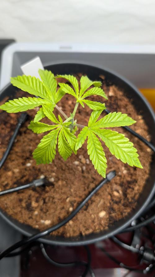 Wedding Cake - Super Strains. Week 3