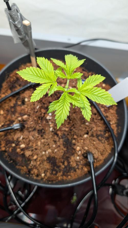 Amnesia - Super Strains. Week 3