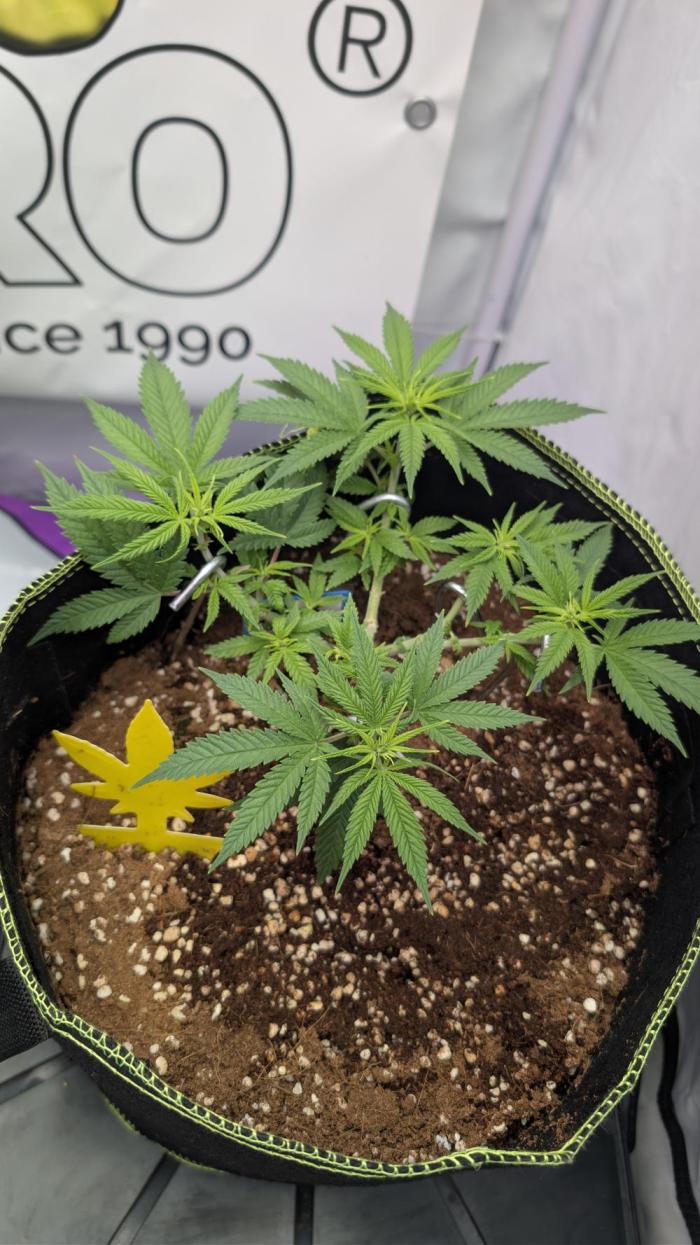 Black Domina - Superstrainseeds. Week 11