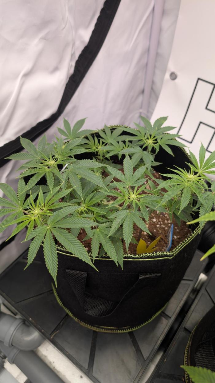 Purple Punch - Super Strains. Week 11