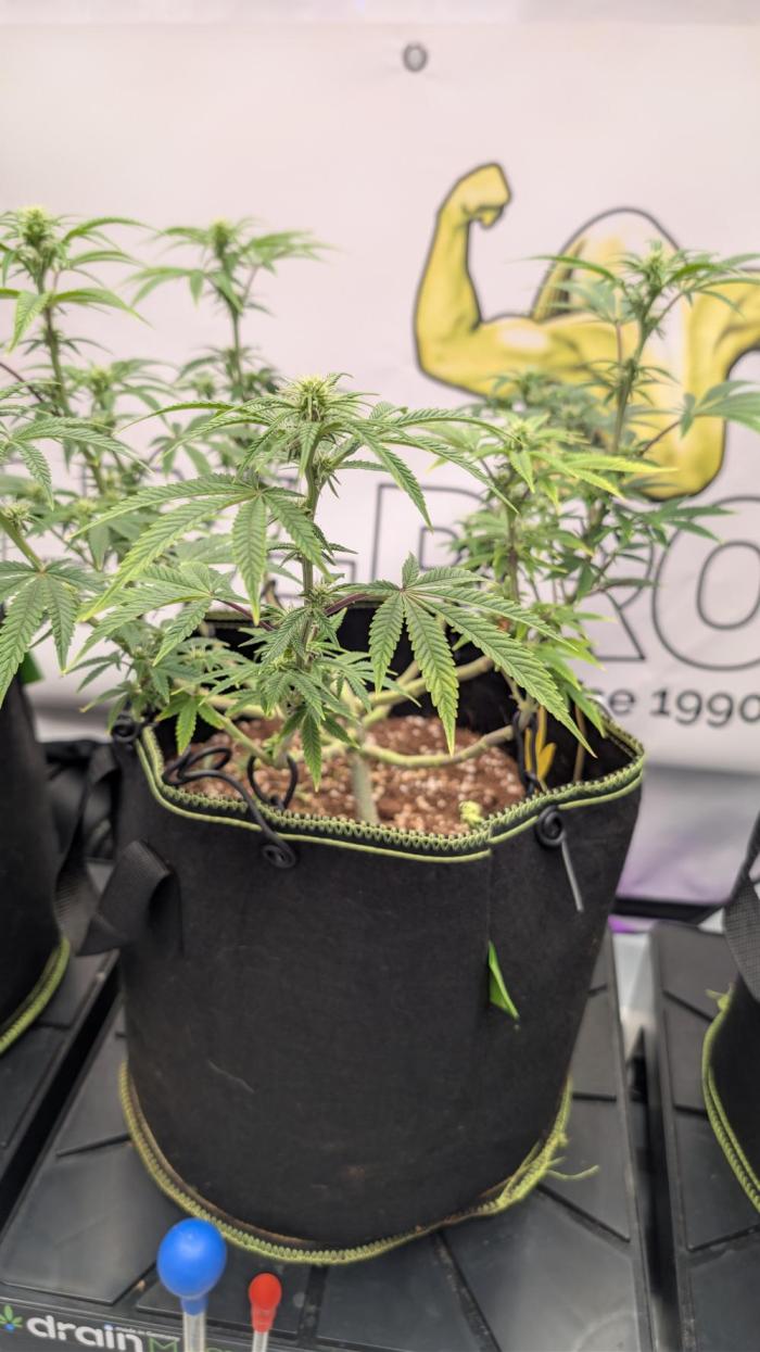 Apple Gelato - Super Strains. Week 11