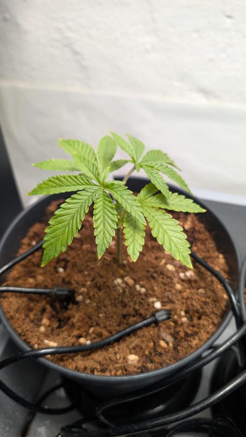 Wedding Cake - Super Strains. Week 4