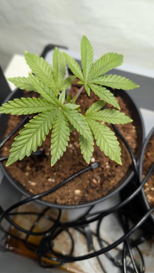 Wedding Cake - Super Strains. Week 4