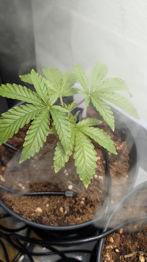 Wedding Cake - Super Strains. Week 4