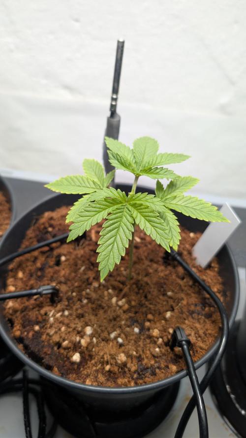 Amnesia - Super Strains. Week 4