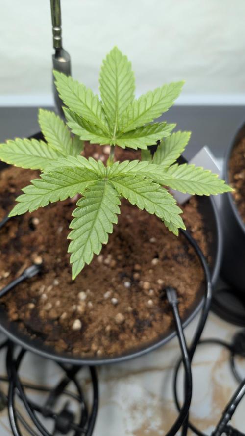 Amnesia - Super Strains. Week 4